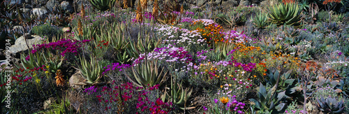 Gardens in Spring, Ojai Center for Earth Concerns, Ojai, California #90019934