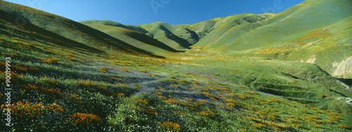 California Poppies and Wildflowers, near Gorman, California photo