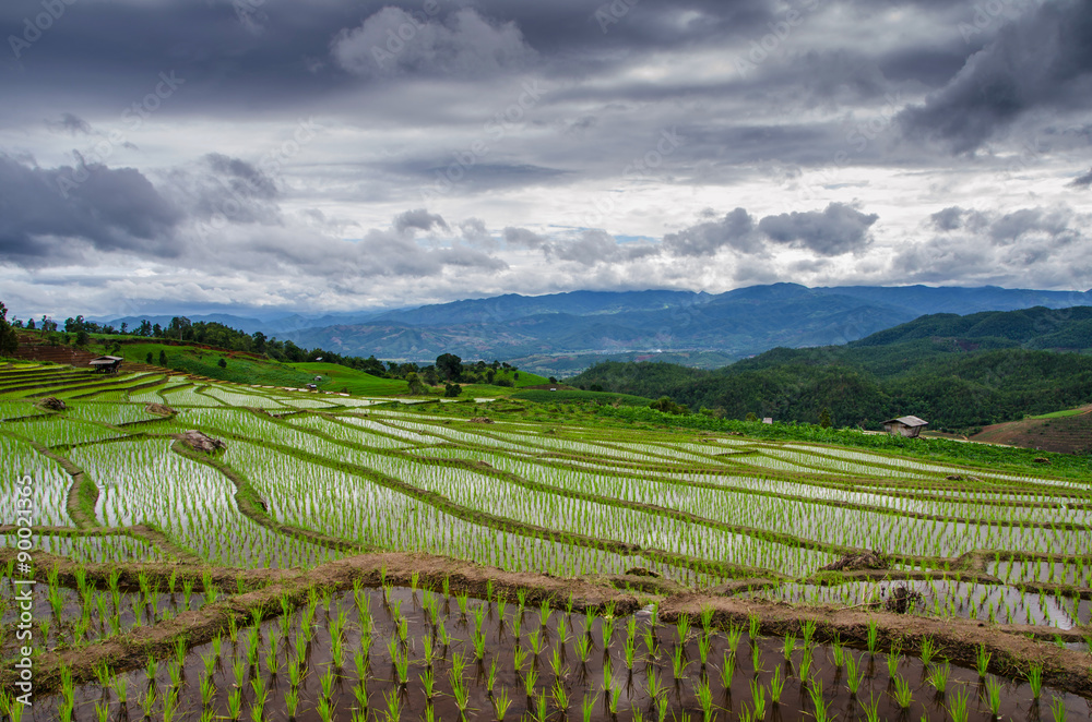 terrace rice field