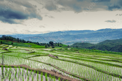 Wallpaper Mural terrace rice field Torontodigital.ca
