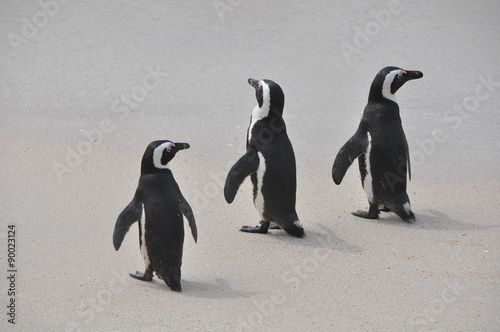 African penguins on Boulder Beach, South Africa