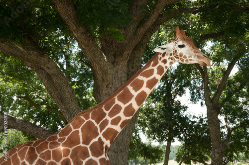 Giraffe on a safari