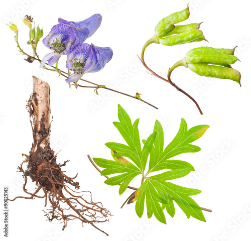 Tableau sur toile Medicinal plant: Aconite