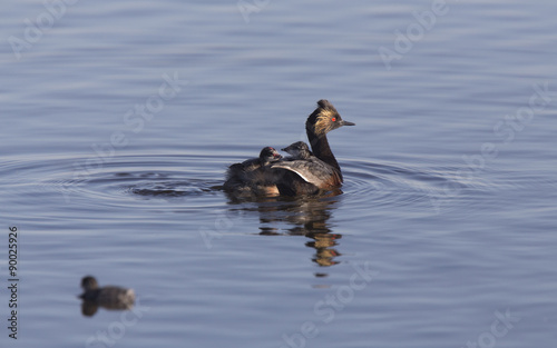 Eared Grebe with Babies