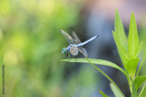 Blue darner dragonfly on water grass