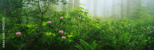 This is the Lady Bird Johnson Grove of old growth redwoods which around 2500 years old. Surrounding them are rhododendrons and trillium. photo