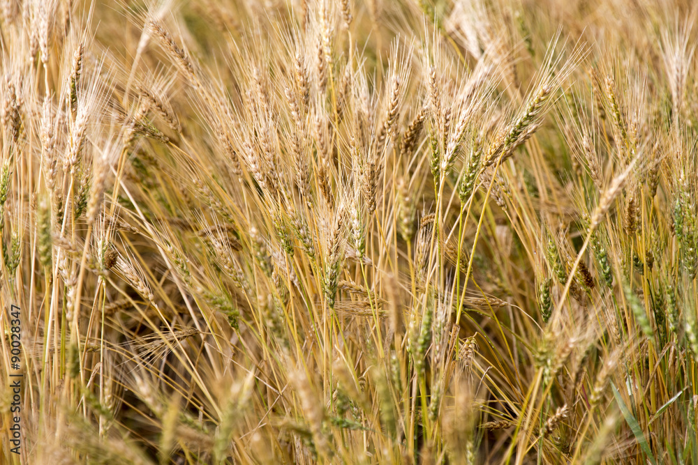 Fototapeta premium Close Wheat in Field