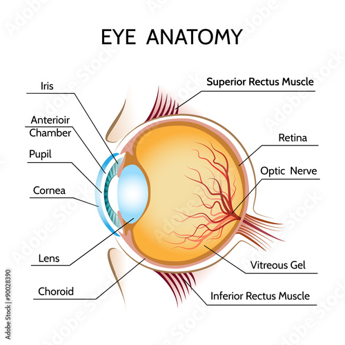 Eye anatomy photo