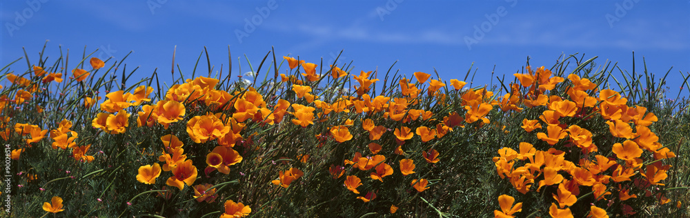 Obraz premium These are California poppies under a blue sky in spring.