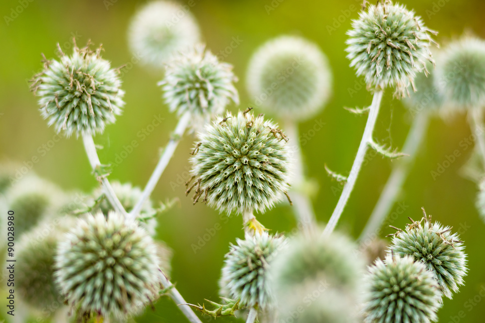 The plant of Echinops sphaerocephalus. Background. The plant of Echinops sphaerocephalus. Background.