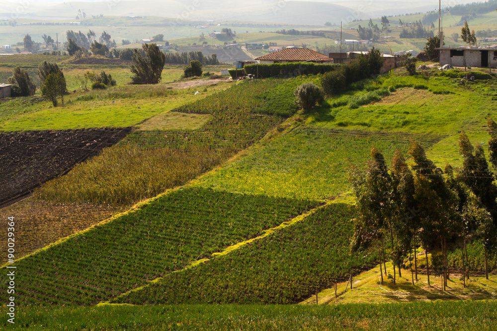 Obraz premium Beautiful crop field plantations in Oyacachi, Ecuador