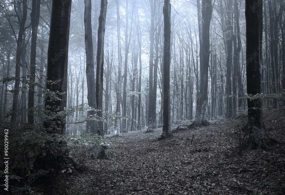 Naklejka premium Dark forest with light 