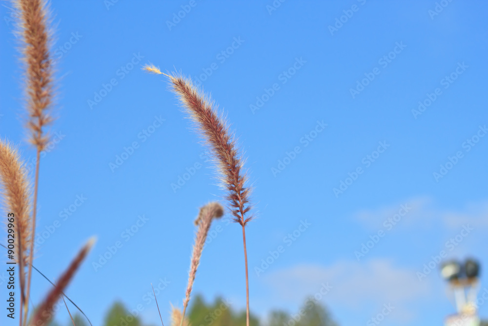 Naklejka premium meadow on blue sky background.