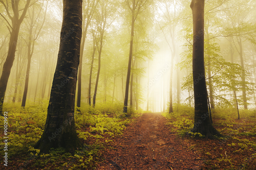 Obraz premium Dreamy forest during a misty day