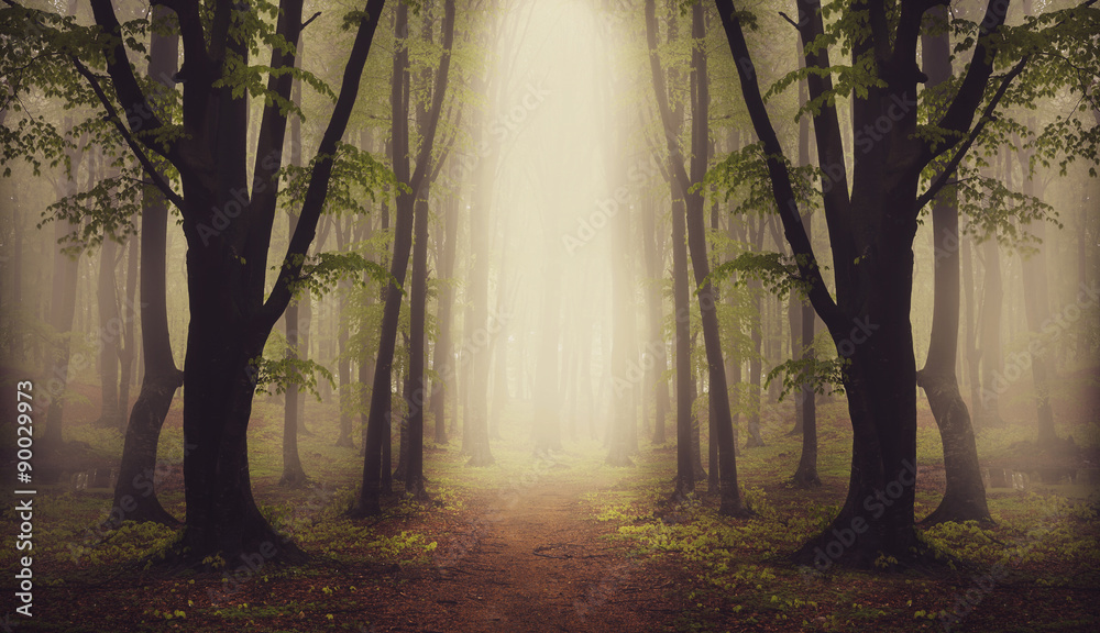 Fantasy forest in a foggy day - obrazy, fototapety, plakaty 