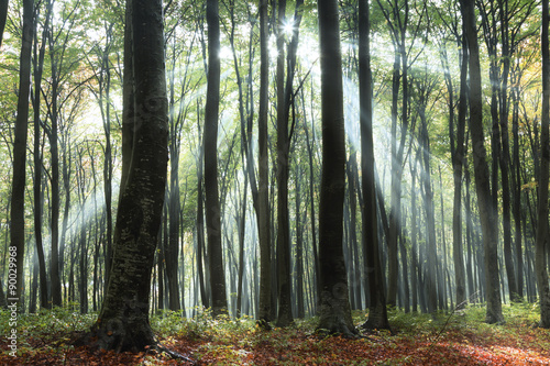 Sun rays through the trees