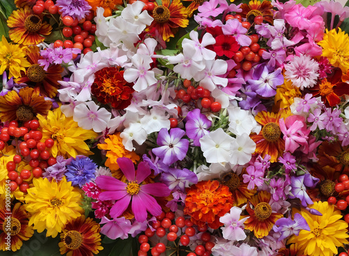 Flower background. A background from cultivated flowers.