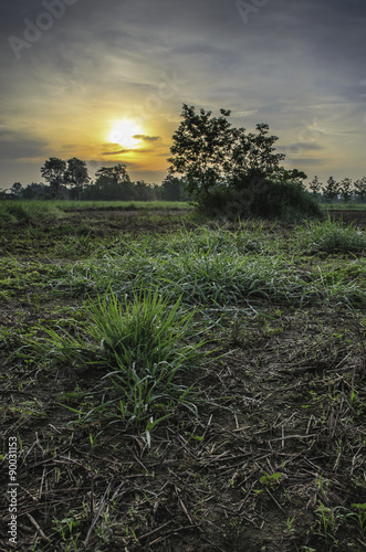 Sunrise of farm