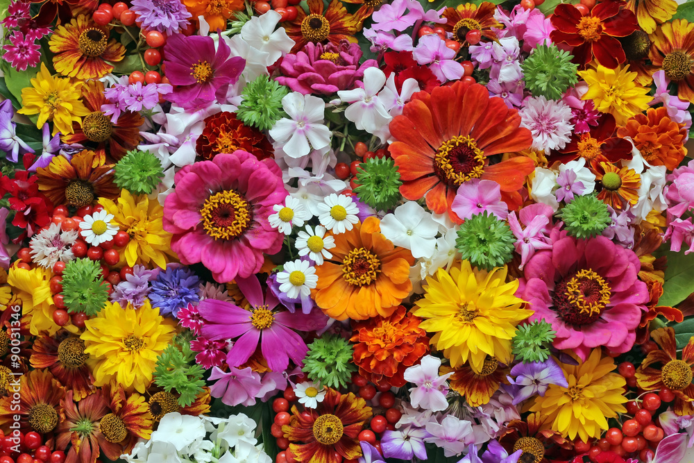 Flower background. A background from cultivated flowers. Stock Photo ...
