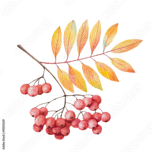Hand painted watercolor twig rowan branch