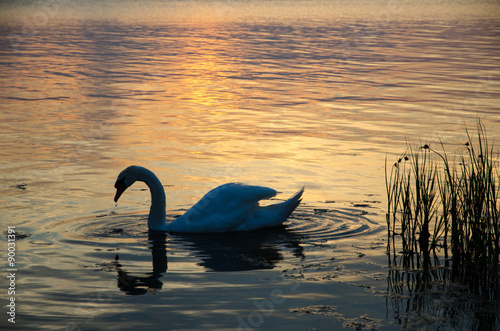 Mute swan at sunset