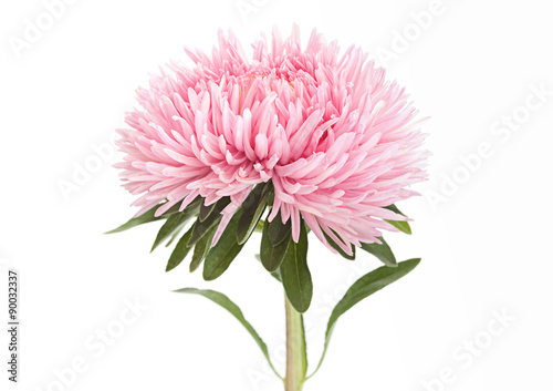 Quadro su tela Aster flower head