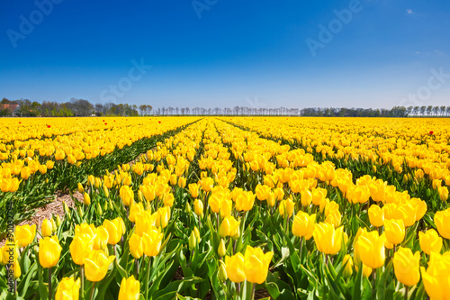 Fototapeta Naklejka Na Ścianę i Meble -  View of yellow tulip rows in summer time