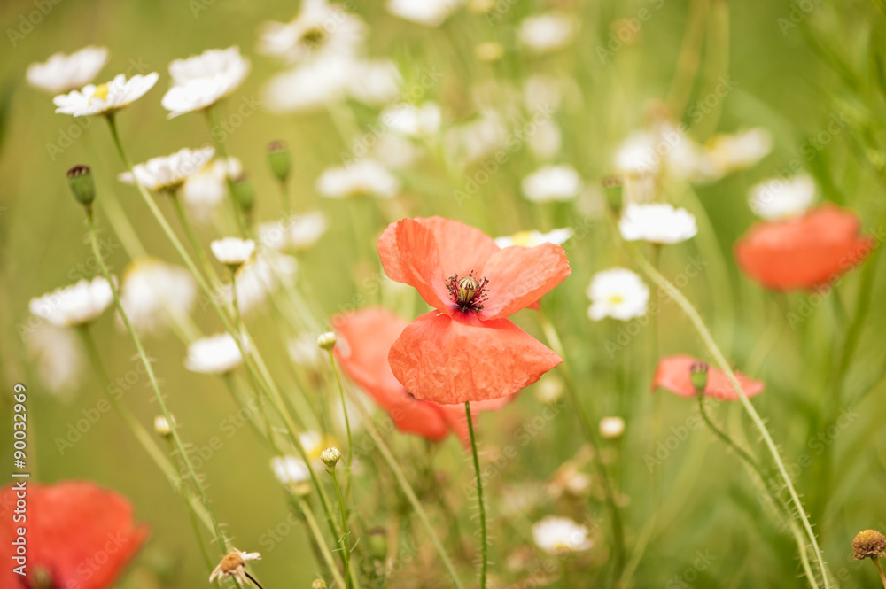 Fototapeta premium Mohn auf einer hellen, sanften und warmen Sommerwiese