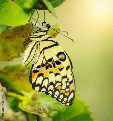 butterfly on flower