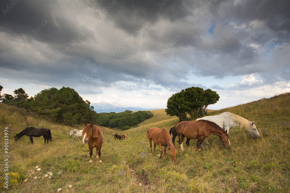 Cavalli selvaggi al pascolo in alta montagna