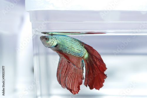 Obraz na płótnie 闘魚 ベタ