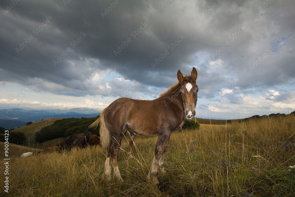 Ritratto di un giovane cavallo marrone con la stella bianca in fronte