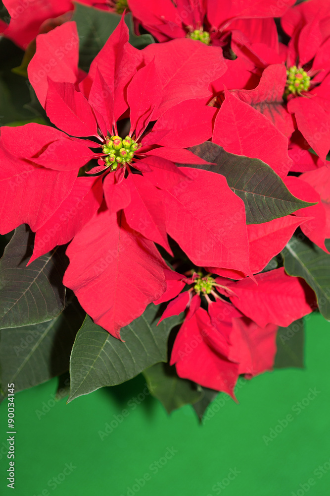 Obraz premium ポインセチア