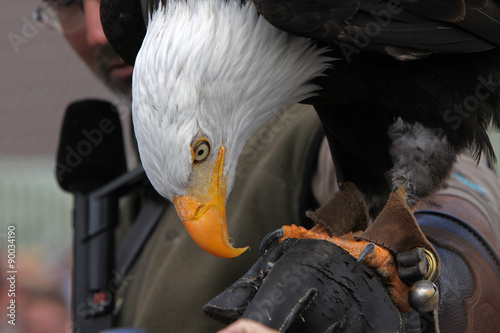 Weisskopfseeadler auf der Hand eines Falkners photo