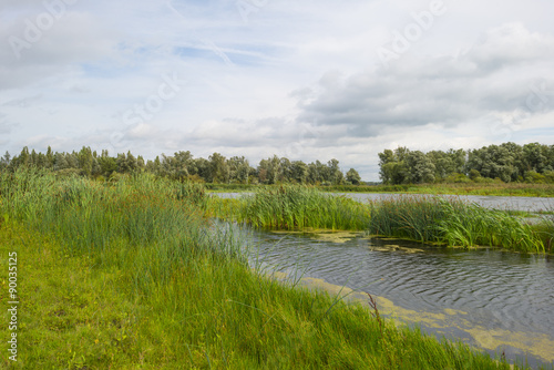 Reed along a lake waving in the wind