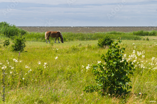 Принти на полотні Flaxen chestnut horse grazing on windy field by the sea