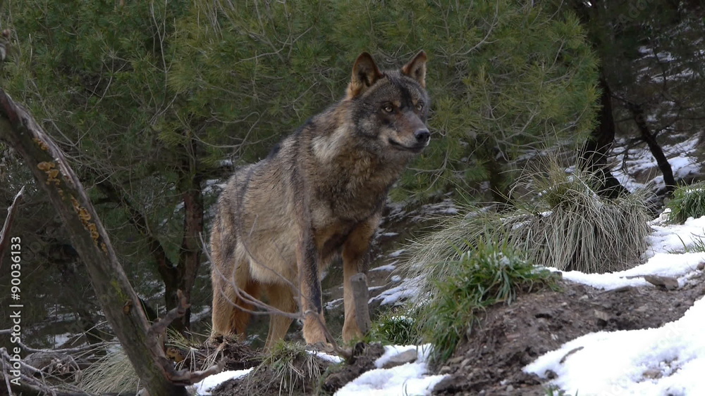 Iberian wolf watching their snowy surroundings. Iberian wolf watching their snowy surroundings.