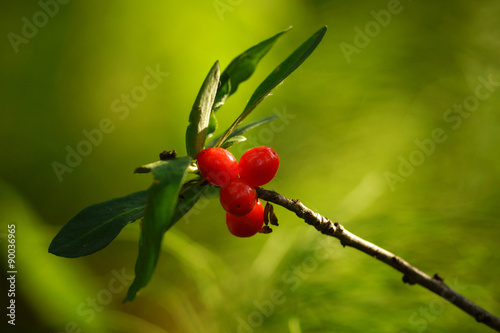 The berries of the Daphne