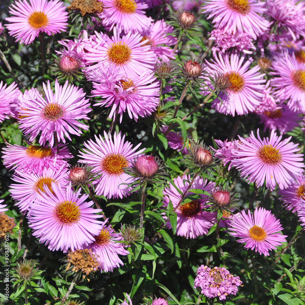 purple autumn flowers. Wild pale purple Michaelmas Daisies purple autumn flowers. Wild pale purple Michaelmas Daisies