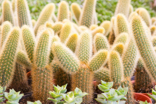 Cactus desert plant.