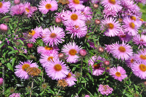 purple autumn flowers. Wild pale purple Michaelmas Daisies