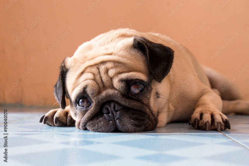 a cute Pug dog with a sad, fat face, sleep a cute Pug dog with a sad, fat face, sleep