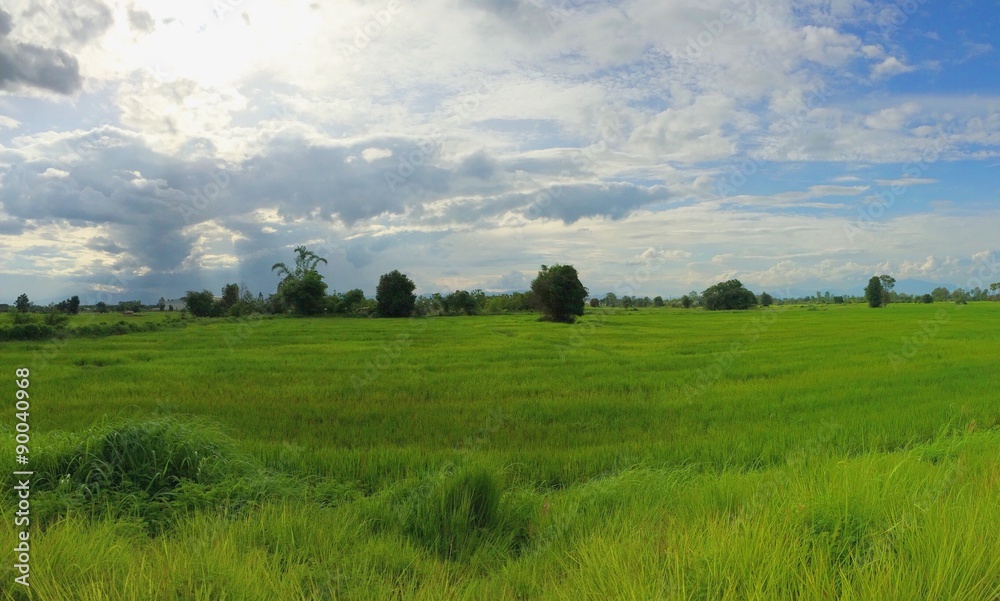 the rice field land