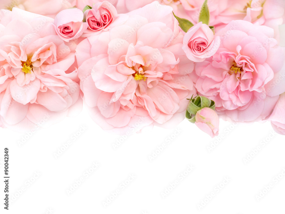 Obraz premium Pink roses bouquet on the white background