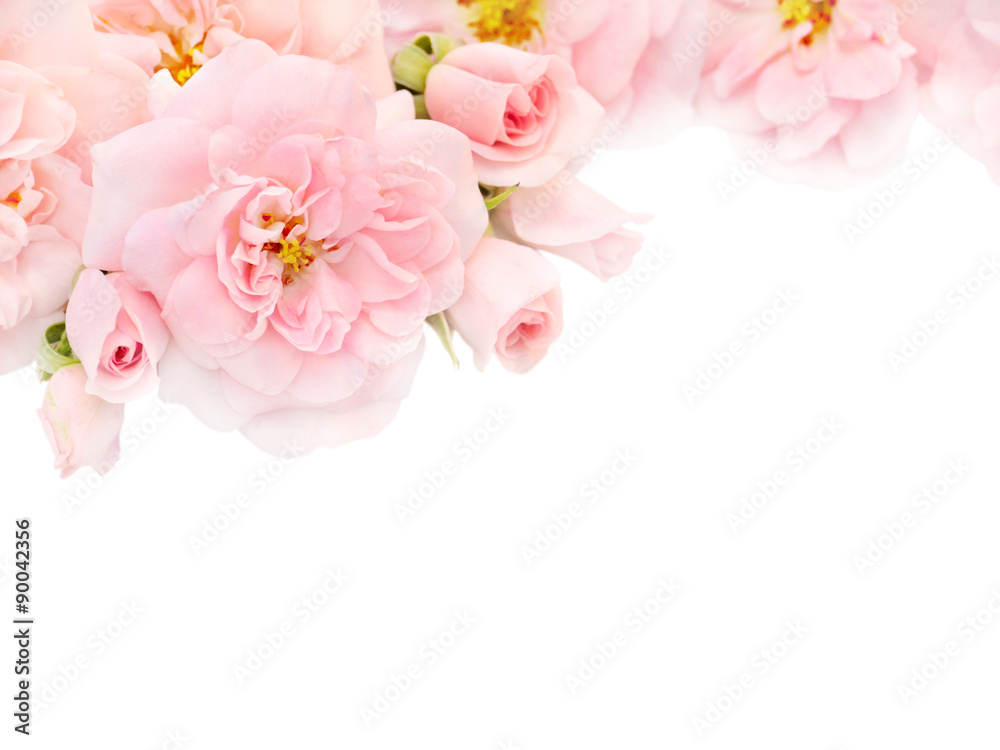 Pink roses and buds in the corner of the white background - obrazy, fototapety, plakaty 