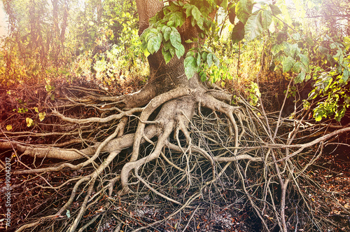 Print op canvas Amazing Chaos Tree Roots