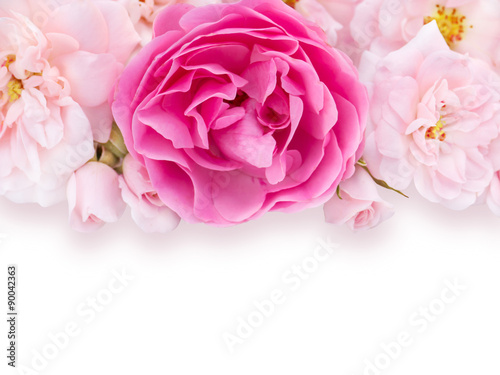 Fototapeta Naklejka Na Ścianę i Meble -  Bright pink and pale pink roses on the white background