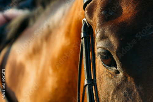 Fototapeta Naklejka Na Ścianę i Meble -  horse eye - soft focus with film filter