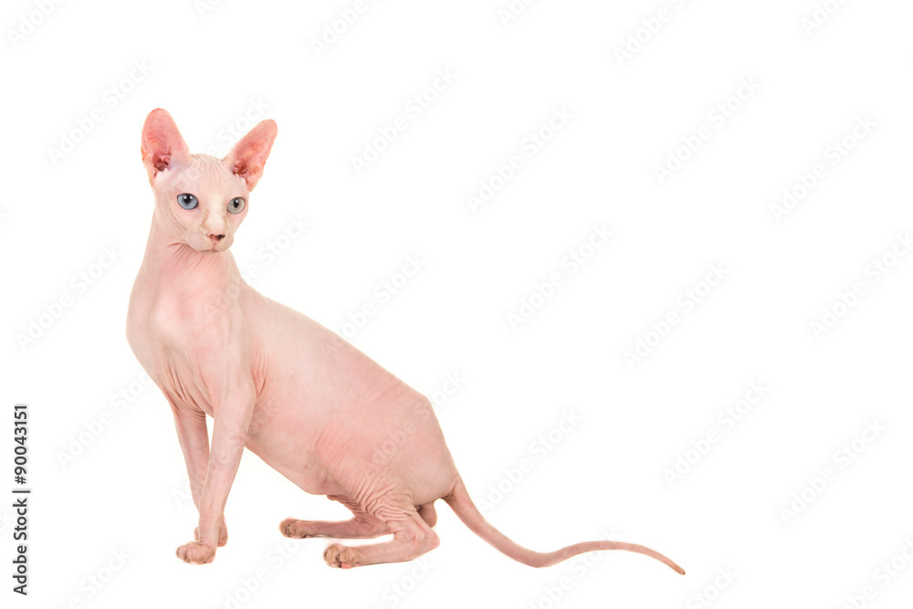 Gracious sitting naked sphinx cat isolated on a white background