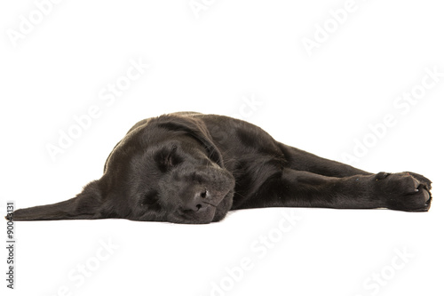 Fototapeta Naklejka Na Ścianę i Meble -  Cute sleeping black labrador retriever puppy dog on a white background